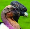 Condor Caruncle